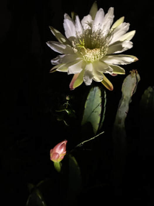 Picture